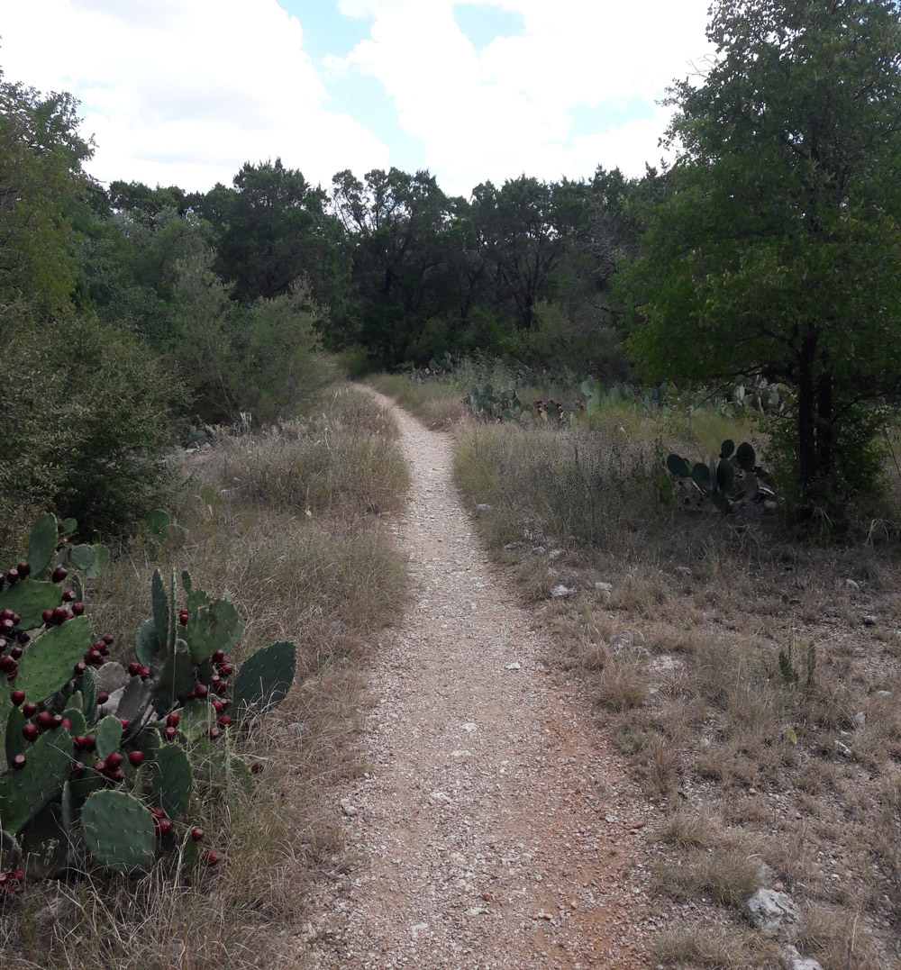 Trail lined with trees and cactus