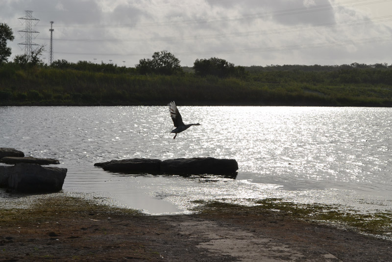 Crane flying over lake by tim speyrer