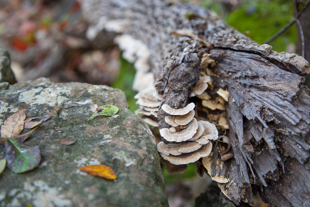 close up of tree stump with fungi by chloe mun