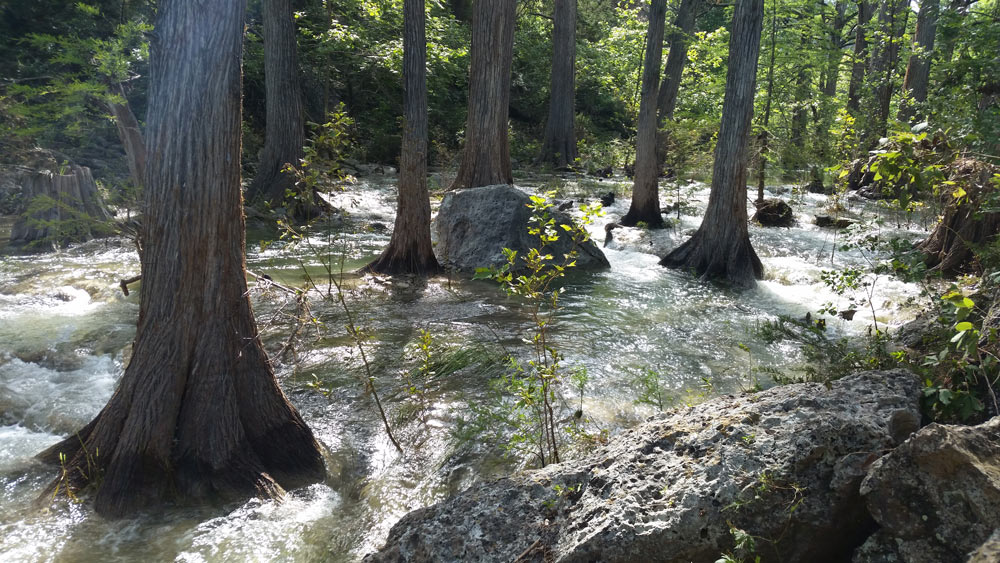 water flowing around trees by michael brewster